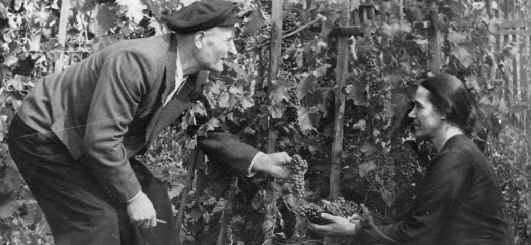 couple in vineyard