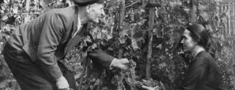 couple in vineyard