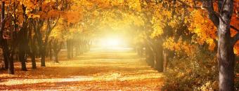 fall trees